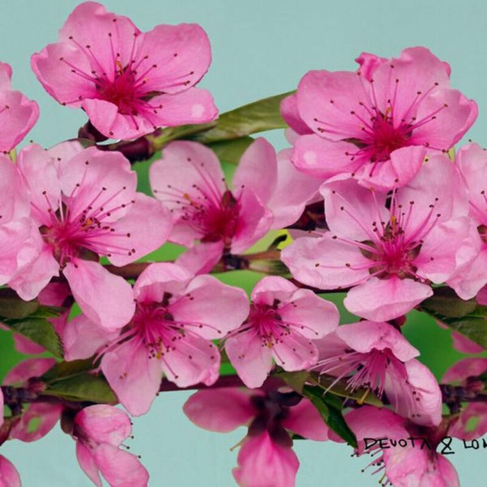 Colcha Flor Almendro Devota & Lomba