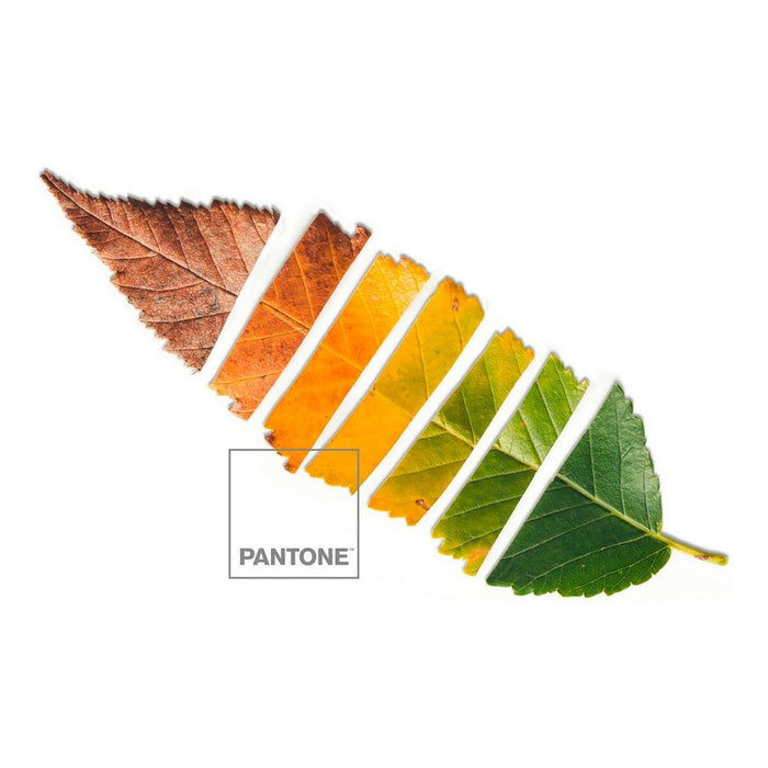 Leaf Pantone Sheet Set